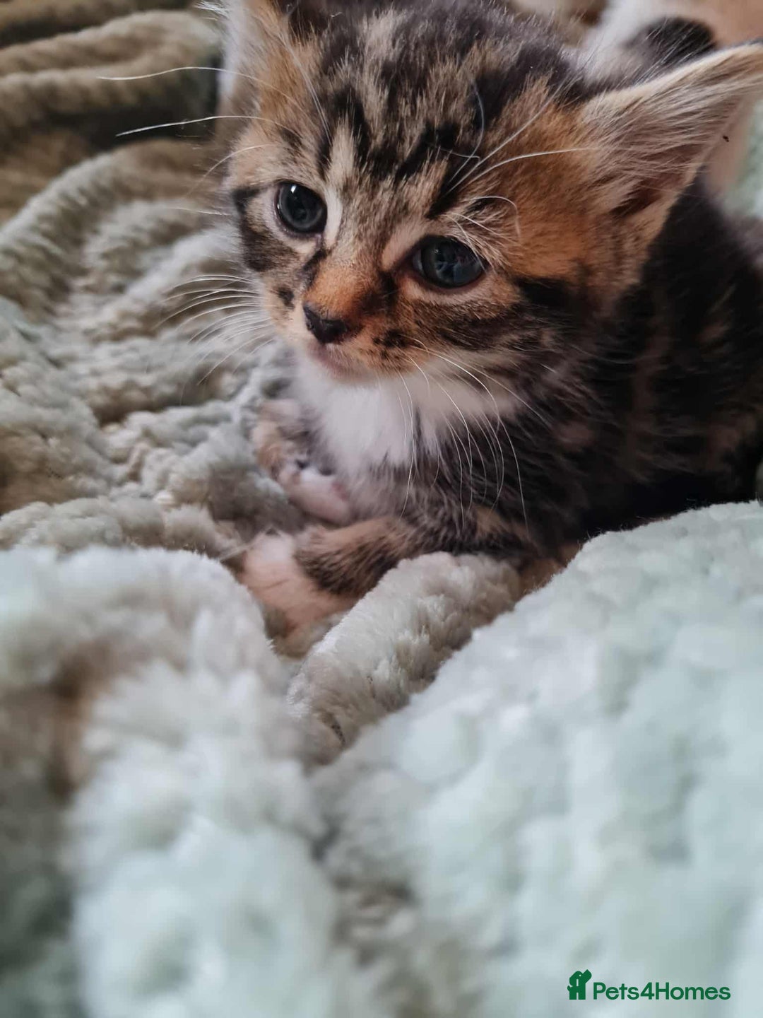 Mixed Breed cats for sale: Kittens - Image 4