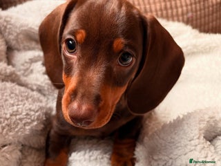 Miniature Dachshund dogs for sale - Advert 1