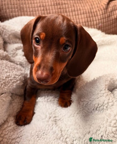 Miniature Dachshund dogs - Advert 12