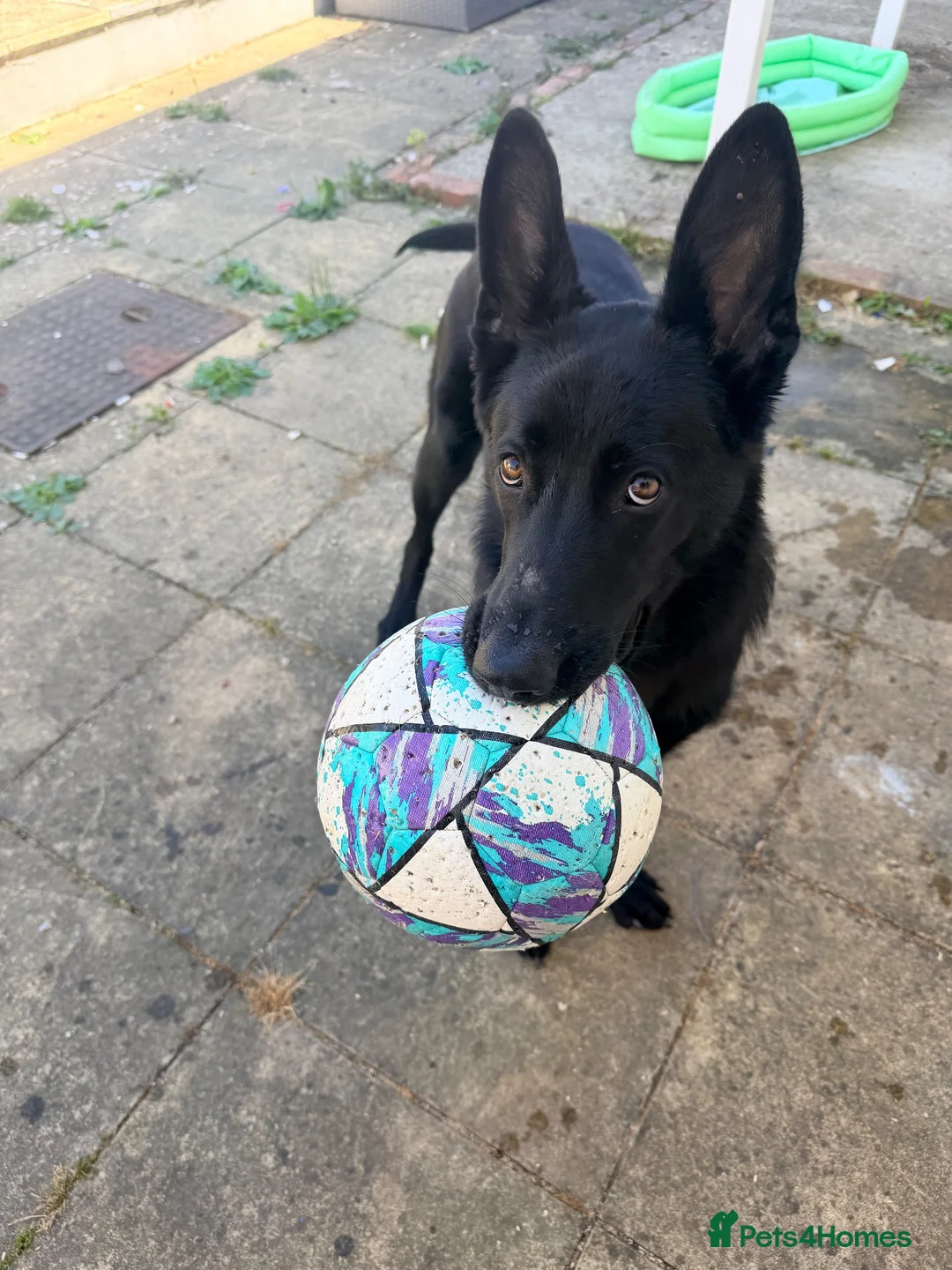 German Shepherd dogs for sale: Blaze  - Advert 13