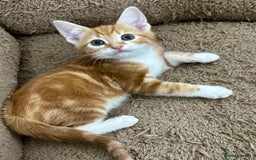 Mixed Breed cats for sale: BEAUTIFUL KITTENS - Image 4