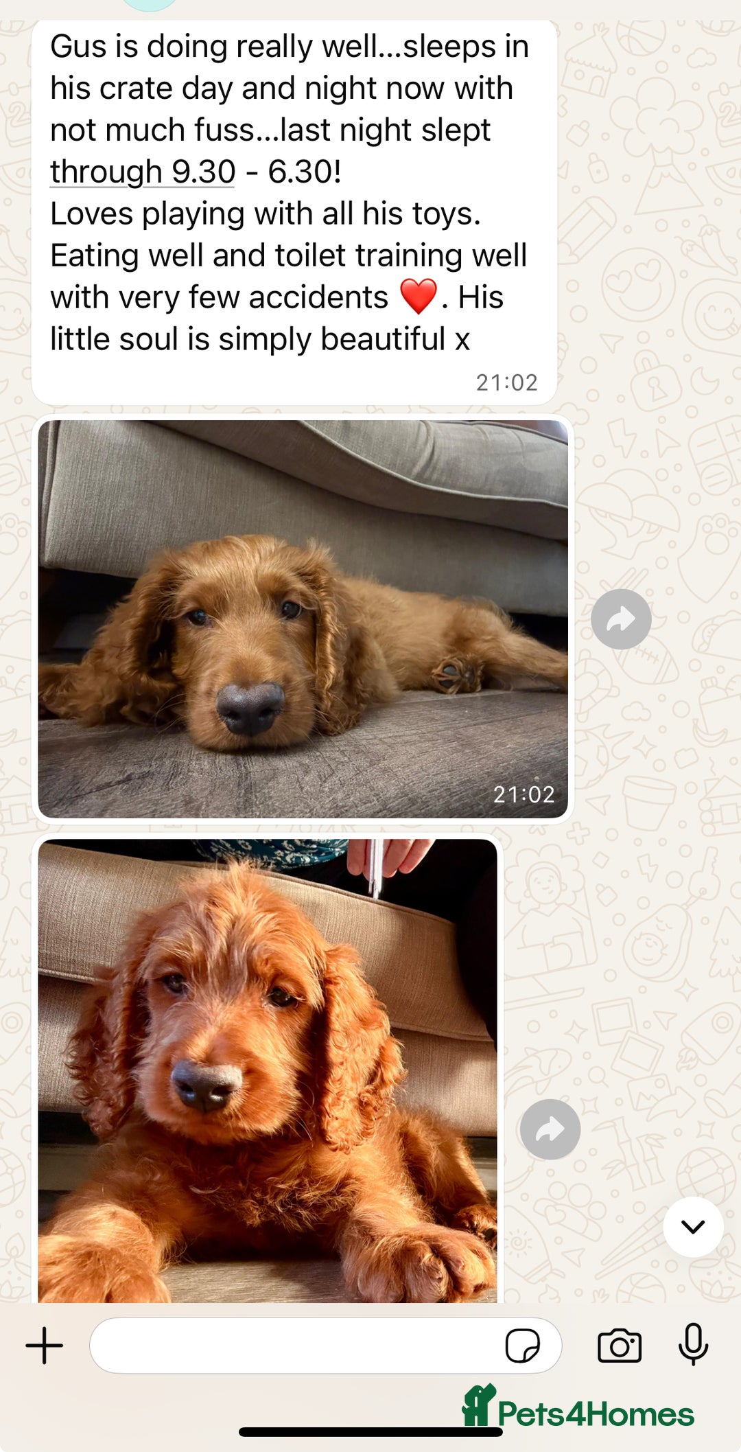 Cavapoo dogs for sale: Top Class Extensively tested Toy Cavapoo pups - Advert 25