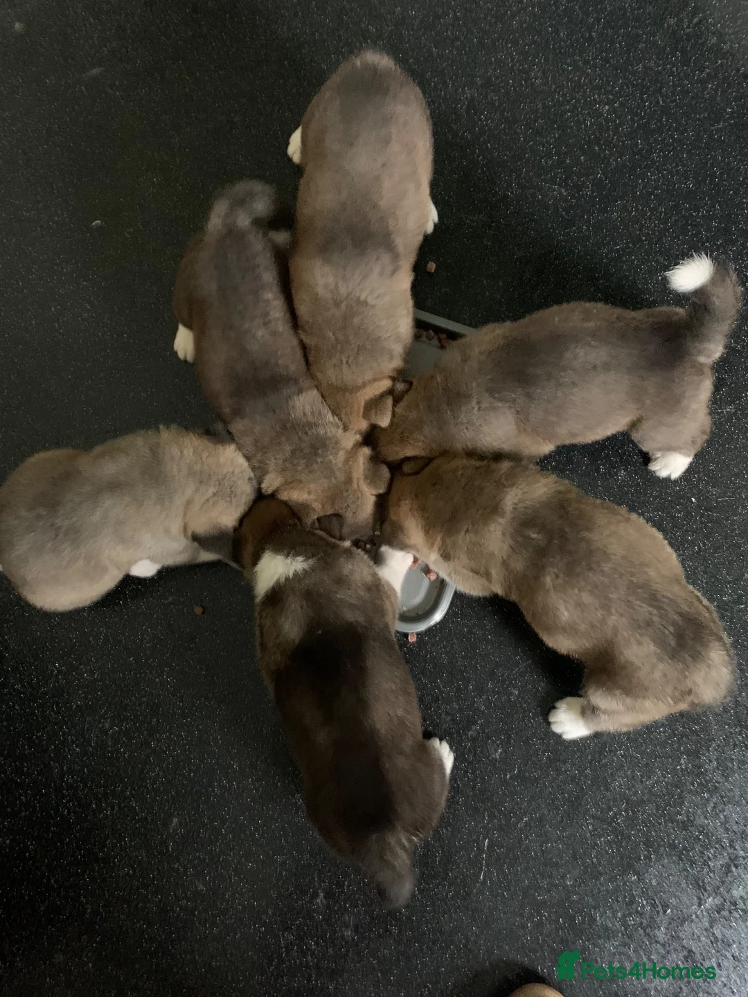 Akita dogs for sale: American Akita Pups in Hengoed - Advert 2
