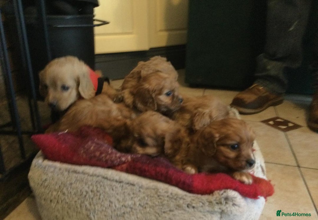 Cavapoo dogs for sale: CAVAPOO PUPPIES DNA TESTED HEALTH CHECKEF - Advert 2