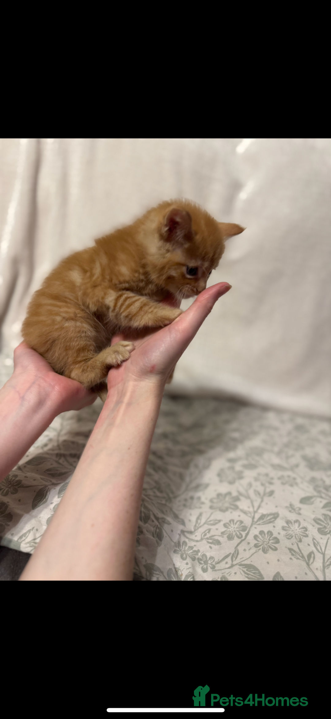 Maine Coon cats for sale: Gorgeous sweet half maine coons  - Advert 5