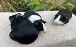 Guinea Pig rodents for sale: Sows/ Female Guinea pigs - Image 9