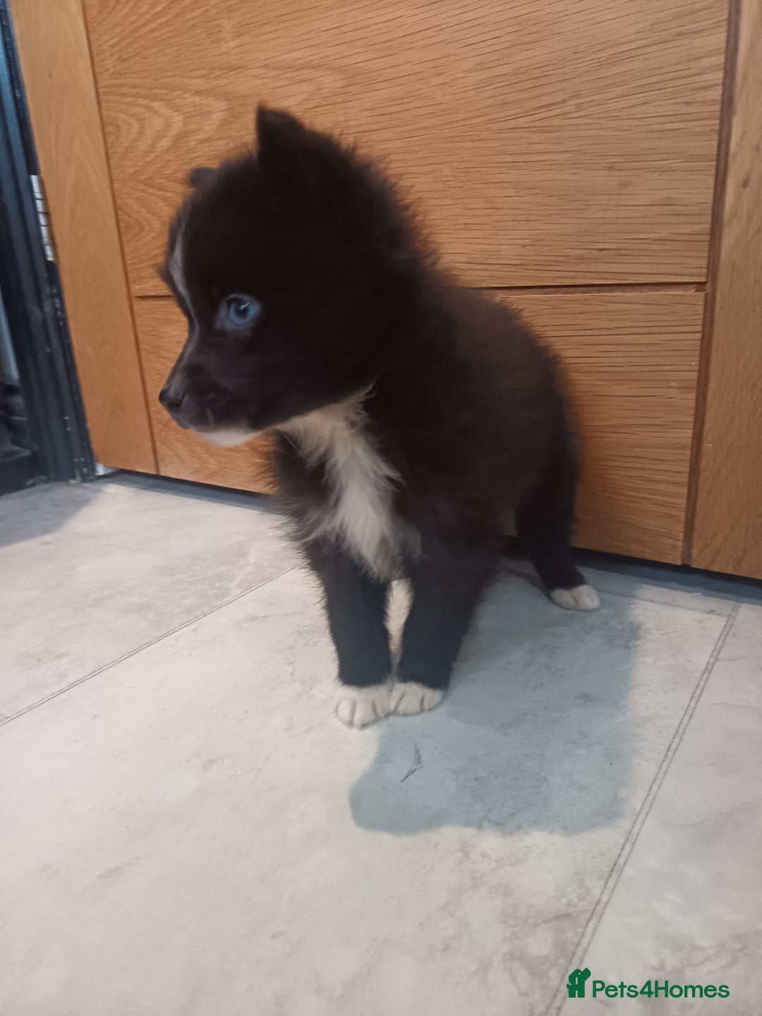 Pomsky dogs for sale: Amazing puppys - Advert 17