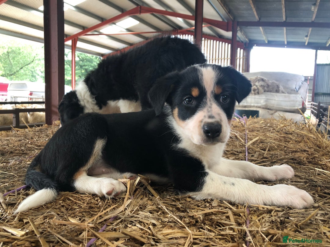 Border Collie dogs for sale: Border Collie Puppies - Image 4