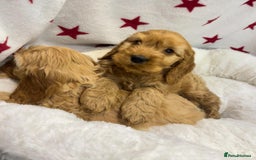 Cockapoo dogs for sale: Cockapoo puppies for sale - Image 7