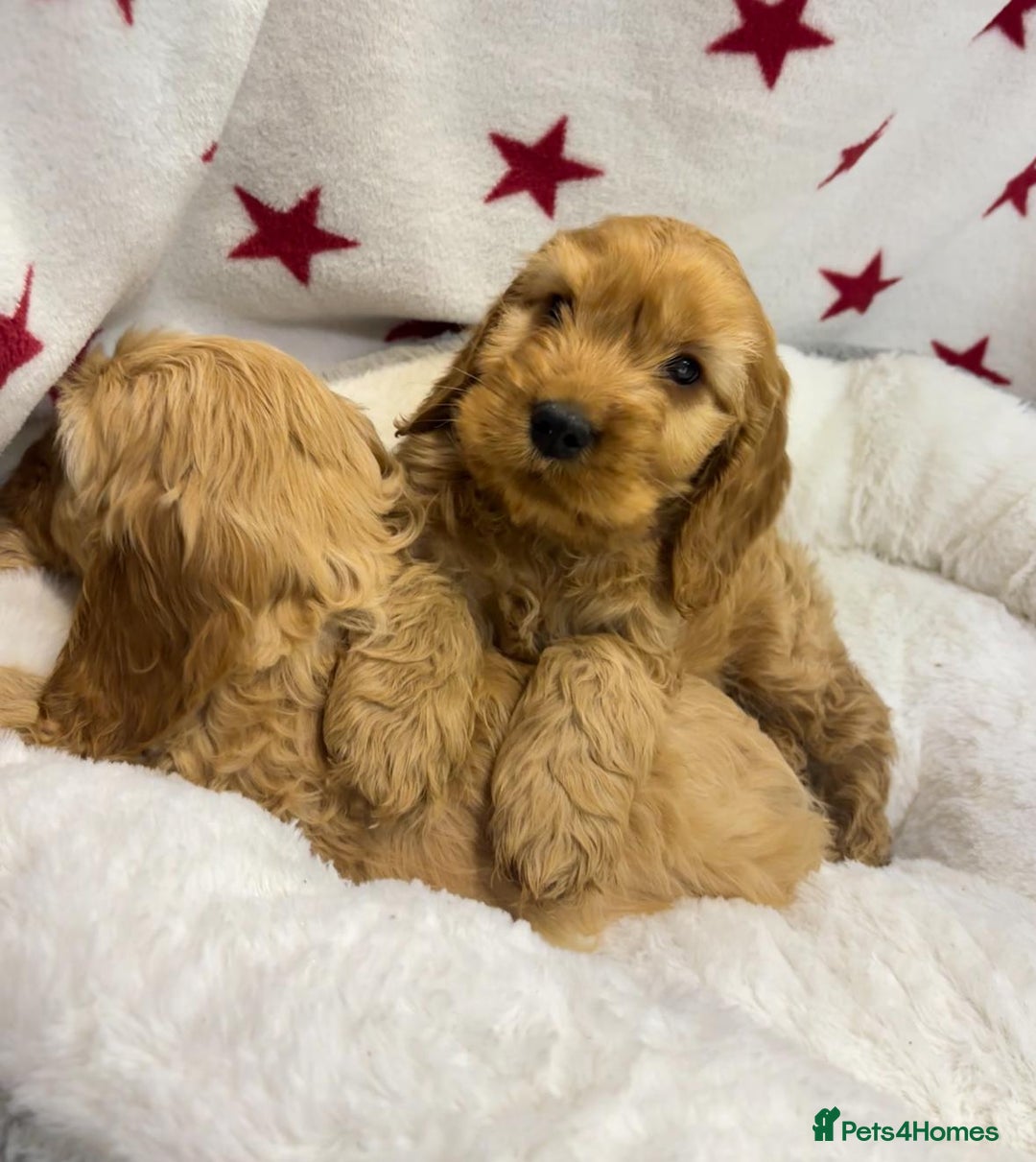 Cockapoo dogs for sale: Cockapoo puppies for sale - Image 7