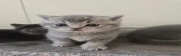 British Shorthair cats for sale: Kitten British shorthair in Hemel Hempstead - Advert 7