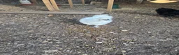 Chickens poultry for sale: 5 silkie chickens free to loving home  in Colchester - Advert 6