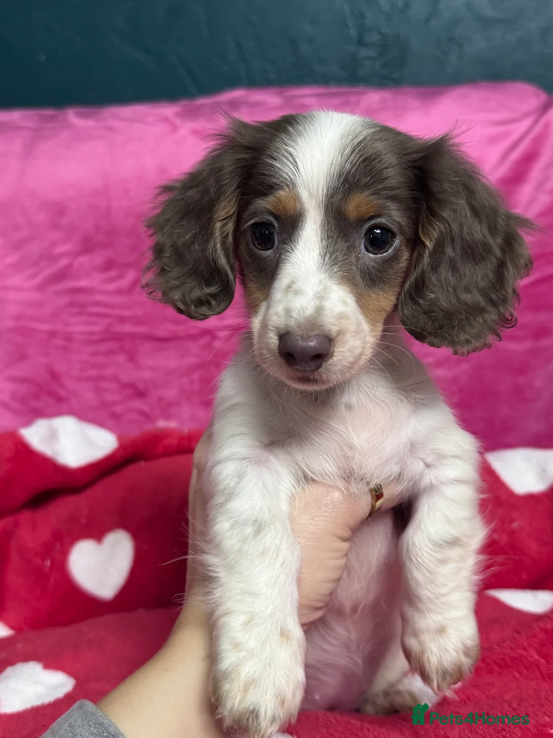 Miniature Dachshund dogs for sale: 4 cute piebald miniature dachshunds available  - Advert 15
