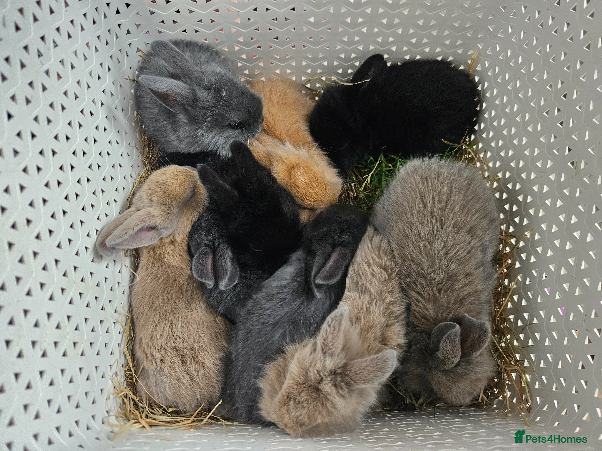 Mixed Breed rabbits for sale: Baby bunny's  - Advert 14