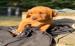 Labrador Retriever dogs for sale: Stunning ftch fox red puppies - Image 8