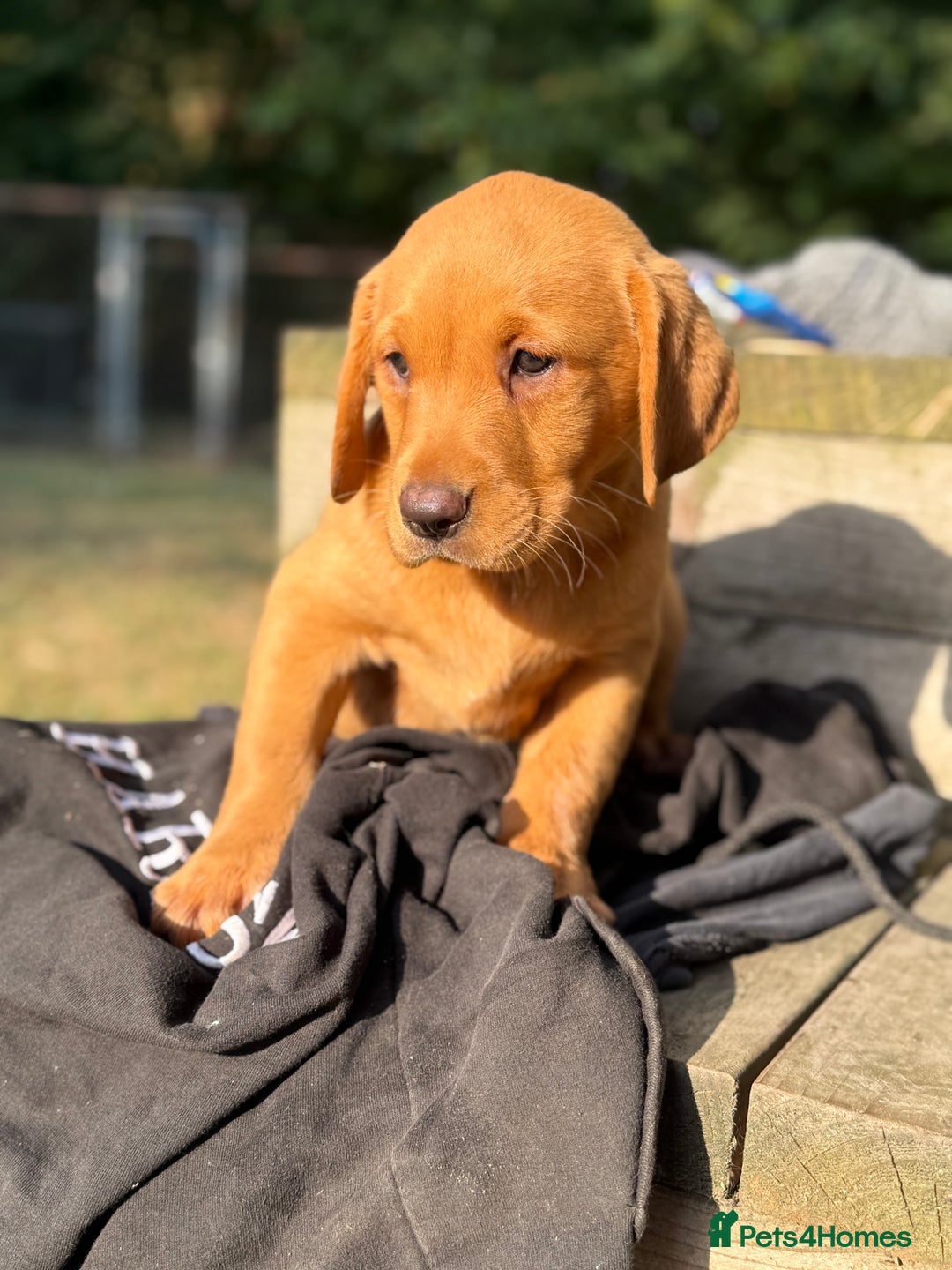 Labrador Retriever dogs for sale: Stunning ftch fox red puppies - Image 8
