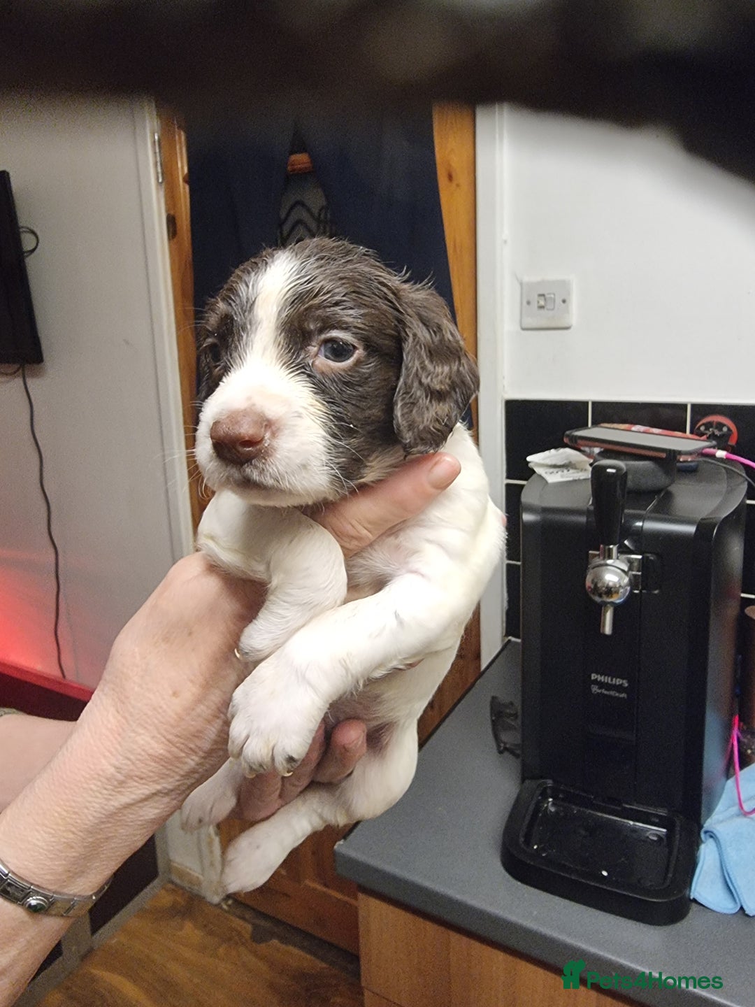 Sprocker dogs for sale: Sprocker pups - Advert 7