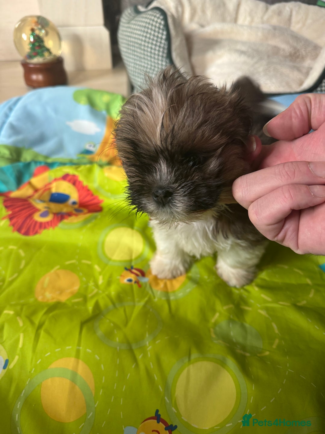 Lhasa Apso dogs for sale: KC reg female Lhasa apso puppy PRA clear  - Advert 22