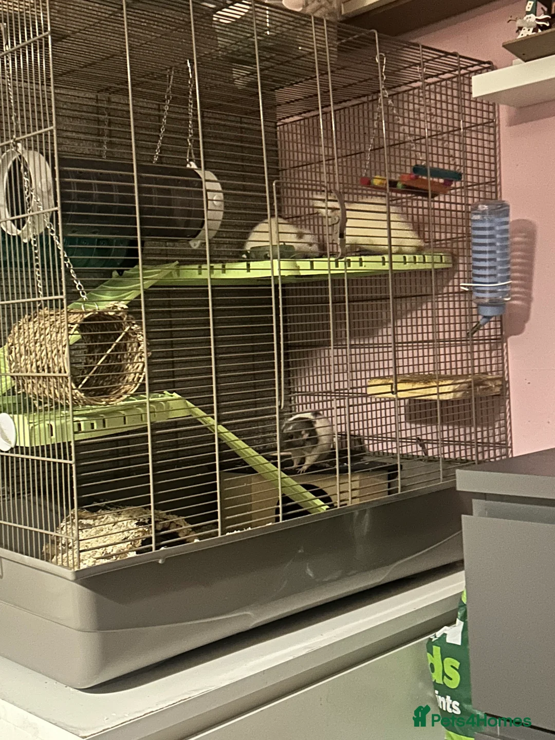 Rat rodents for sale: Male Dumbo Rats - Advert 9