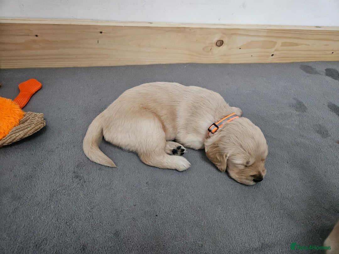 Golden Retriever dogs for sale: Golden retriever puppies - Image 14
