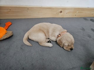 Golden Retriever Puppy 5