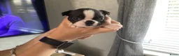 Boston Terrier dogs for sale: 5 BEAUTIFUL BOSTON TERRIER PUPPIES  - Advert 23