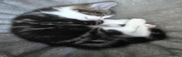 Mixed Breed cats for sale: Beautiful male kittens looking for forever home in Glastonbury - Advert 6
