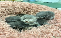 British Shorthair cats for sale: BRITISH SHORT HAIR KITTENS FOR SALE - Image 6