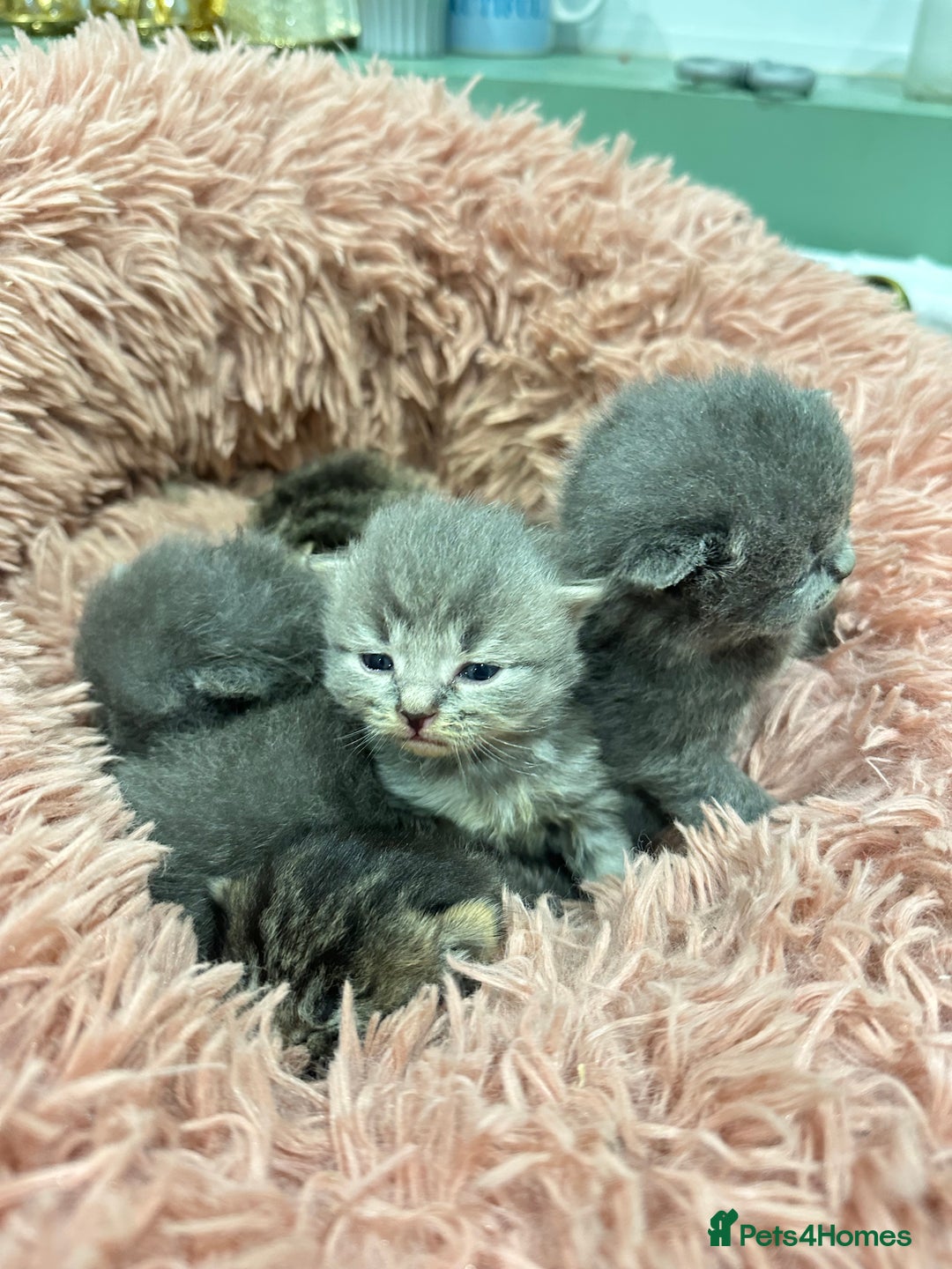 British Shorthair cats for sale: BRITISH SHORT HAIR KITTENS FOR SALE - Image 6