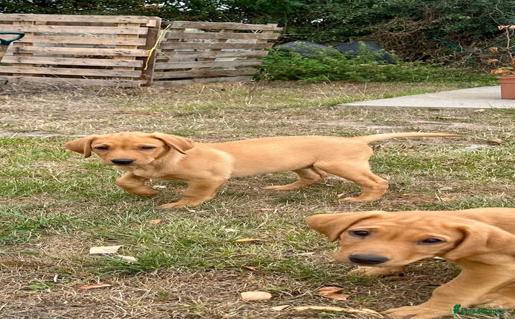 Labrador Retriever dogs - Advert 15