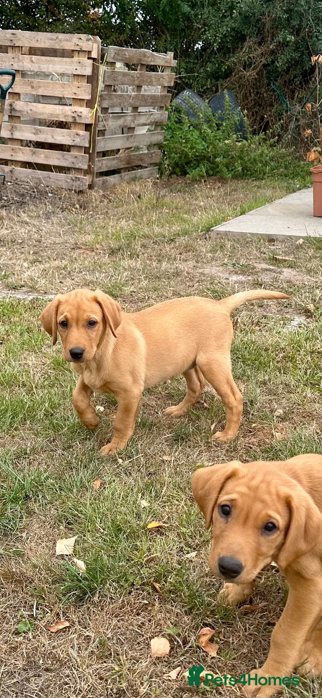 Labrador Retriever dogs for sale: Gorgeous girl - Image 1