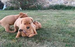 Labrador Retriever dogs for sale: 🧡 Fabulous Red & Yellow KC reg Puppies  - Image 6