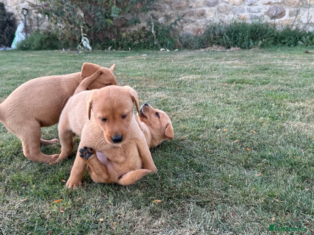 Labrador Retriever dogs for sale: 🧡 Fabulous Red & Yellow KC reg Puppies  - Image 6