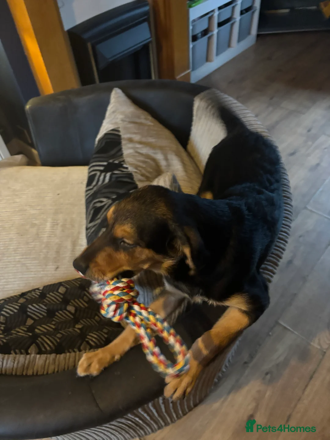 Goldador dogs for sale: Beautiful and rare mixed colour goldador - Advert 1