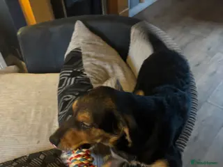 Goldador dogs Beautiful and rare mixed colour goldador - Advert 7