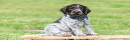 German Wirehaired Pointer dogs for sale: 1ST VACC GIVEN, HEALTH CHECKED KC REG GWP PUPS  - Advert 2