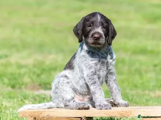 German Wirehaired Pointer dogs BEAUTIFUL HEALTHY KC REGISTERED GWP PUPS - Advert 5