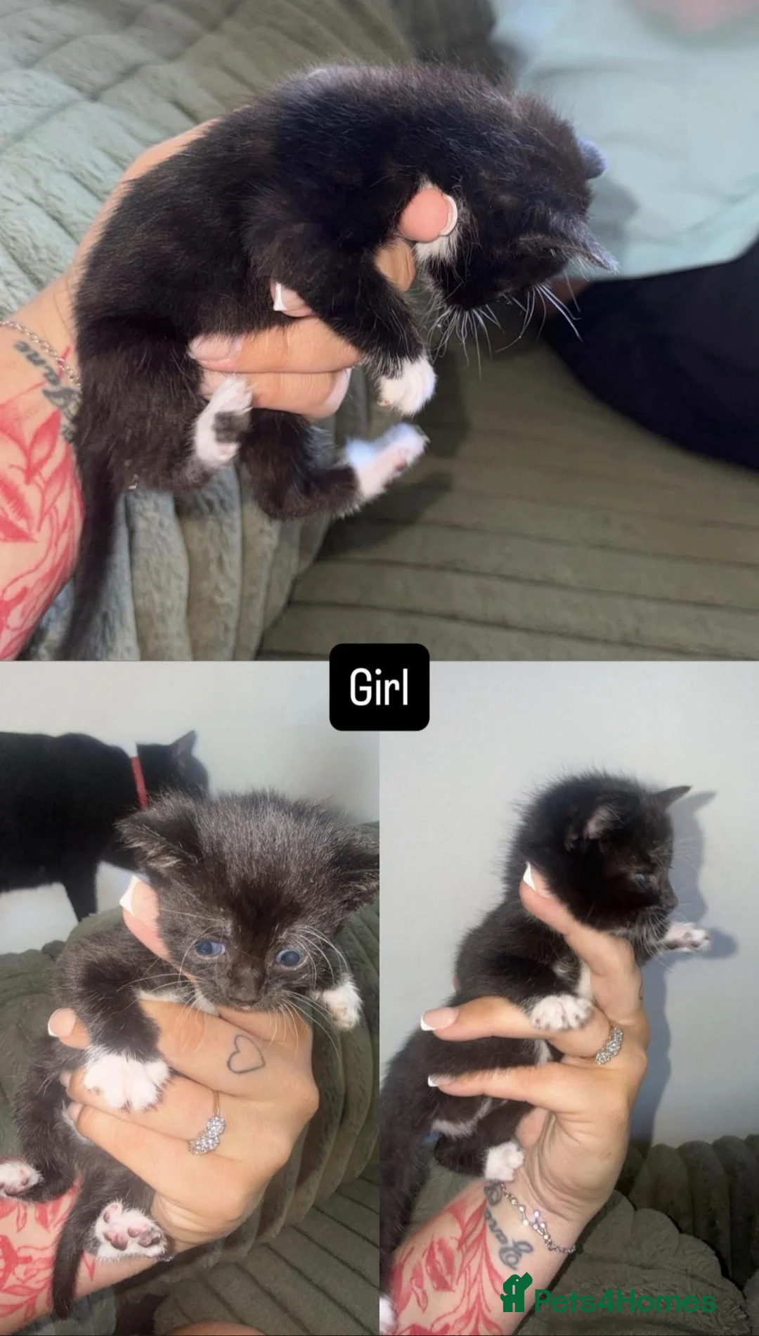 Mixed Breed cats for sale: Beautiful black & white kittens - Advert 2