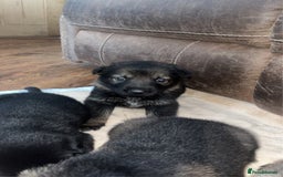 German Shepherd dogs for sale: gorgeous kc reg working blood line German Shepard  - Image 7