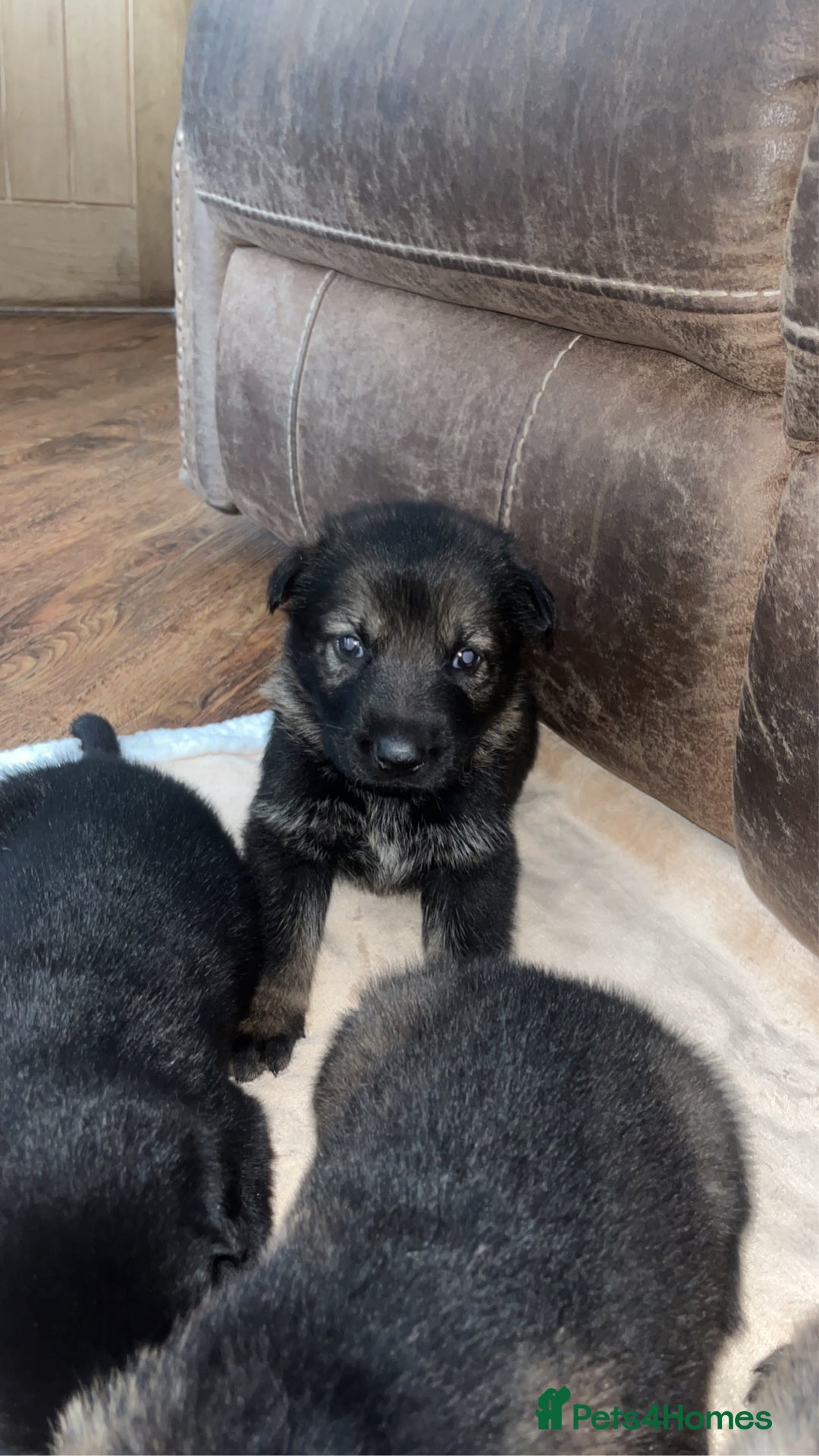 German Shepherd dogs for sale: gorgeous kc reg working blood line German Shepard  - Image 7