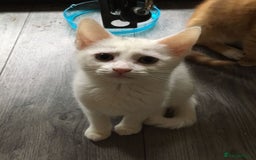 Mixed Breed cats for sale: Beautiful brother and sister  - Image 3