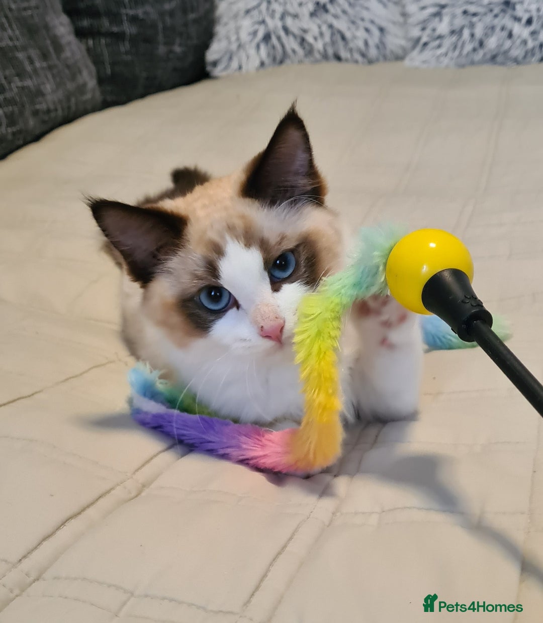 Ragdoll cats for sale: Boy Purebred Ragdolls – Loving Homes Needed - Image 7