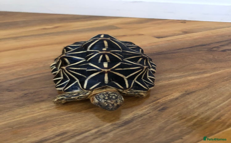 Tortoise reptiles - Advert 1