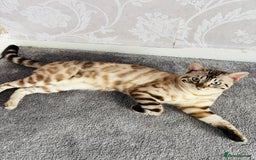 Bengal cats for sale: 🐾Gorgeous Pure Bengals Ready Now🐾 - Image 4