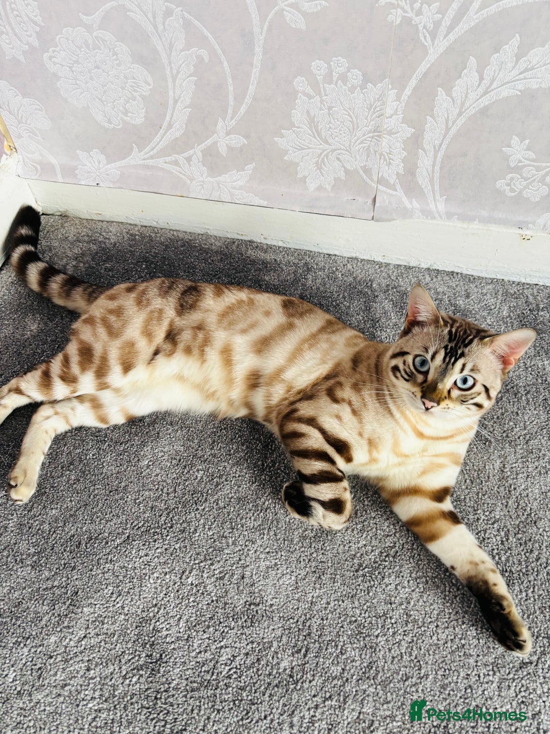 Bengal cats for sale: 🐾Gorgeous Pure Bengals Ready Now🐾 - Image 4