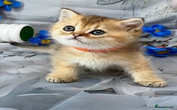 British Shorthair cats for sale: STUNNING TICA BRITISH SHORTHAIR/LONGHAIR KITTENS - Image 1