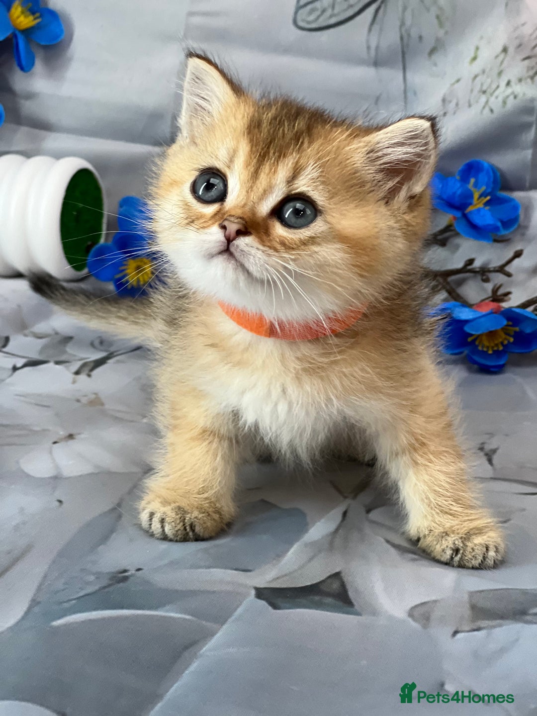 British Shorthair cats for sale: STUNNING TICA BRITISH SHORTHAIR/LONGHAIR KITTENS - Image 1
