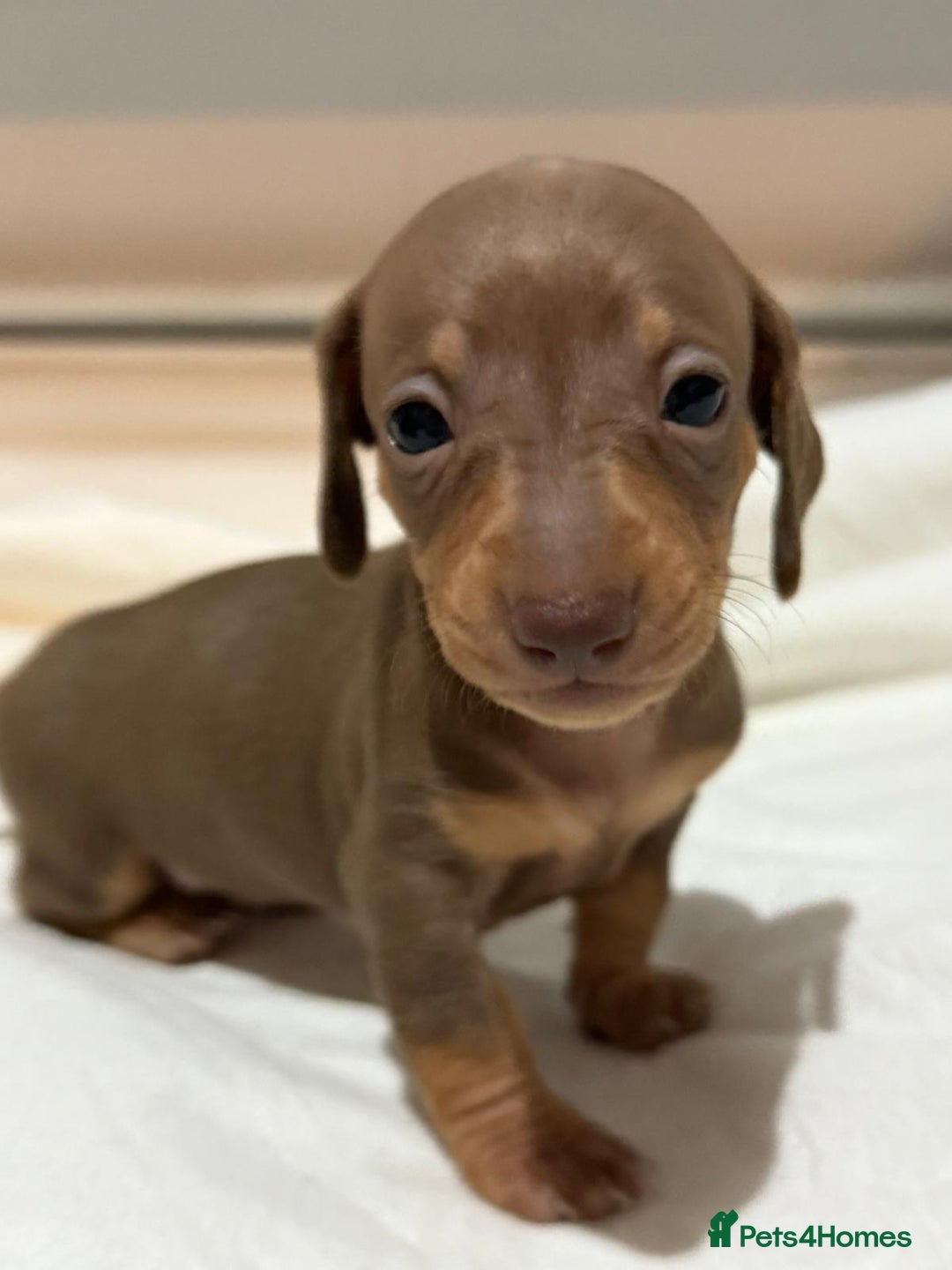 Dachshund dogs for sale: Stunning litter of minature dachshund puppies  - Image 8