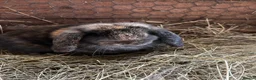 Mini Lop rabbits for sale: Baby mini lops rabbits  - Advert 6
