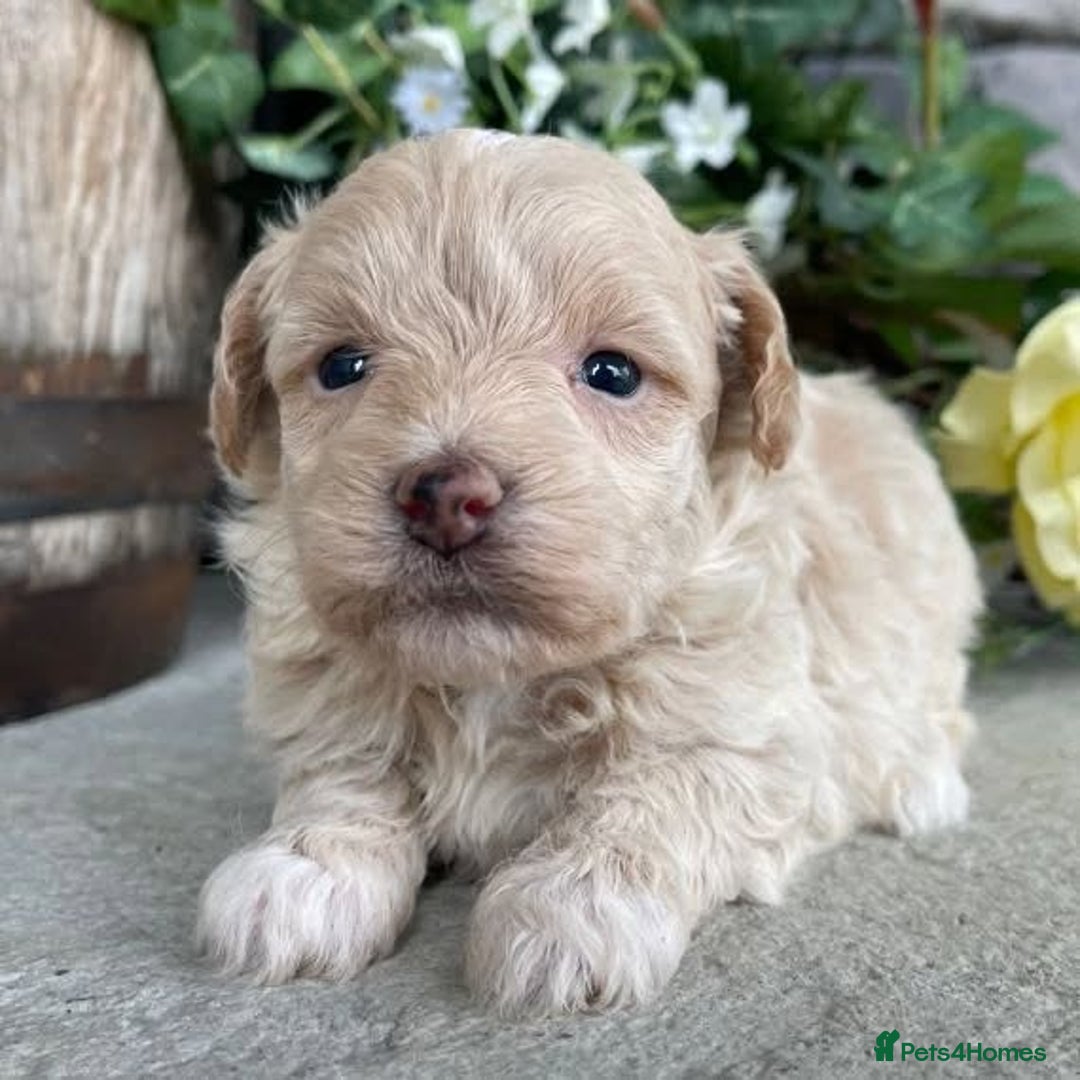 Maltipoo dogs for sale: Maltipoo puppies for sale - Advert 2